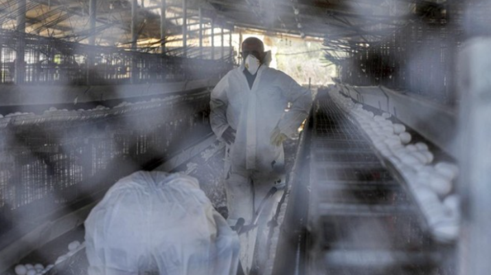 Australia Detects First Case of H5N1 Bird Flu in Humans